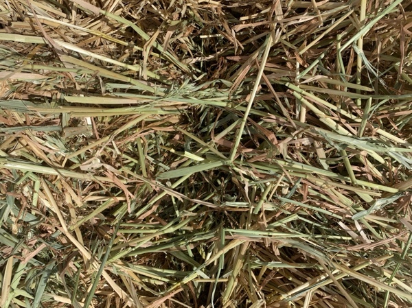 Oaten Hay Small Squares approximately 1000 Bales - SOLD BY THE BALE