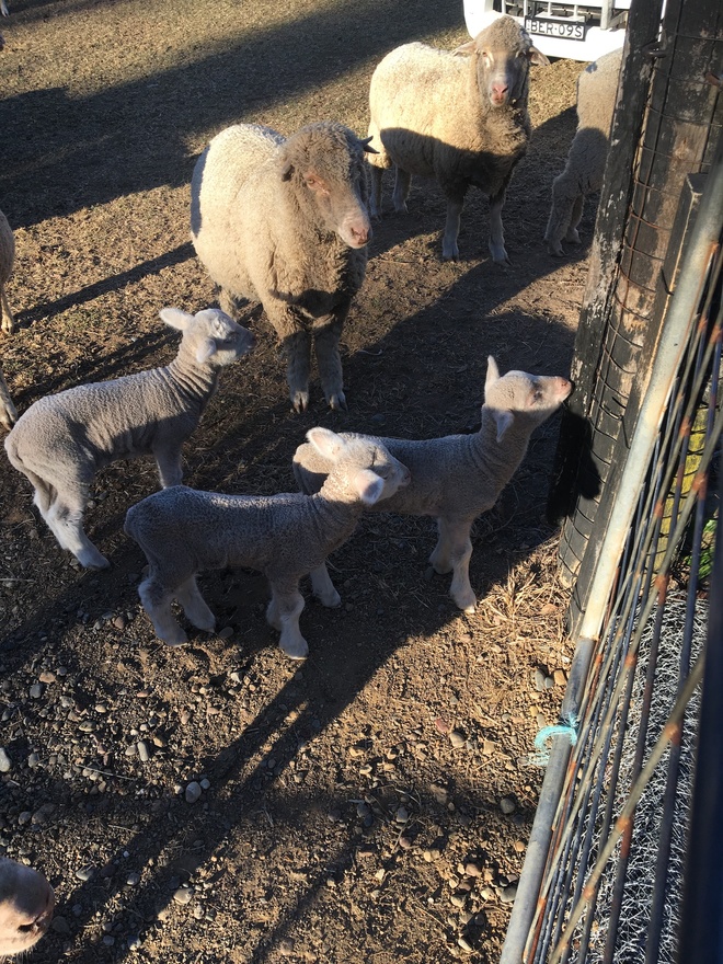15 Merino Ewes with Lambs