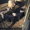 15 Merino Ewes with Lambs