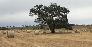 300 Oaten Hay 5x4 Rolls 