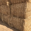 400 x Bales Clover Tops For Sale