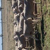 170 Composite Ewes Joined to Poll Dorset Ram 