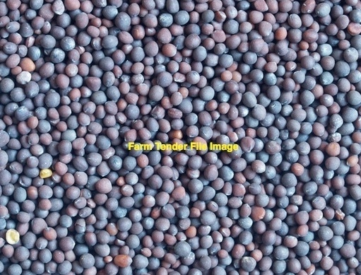 Vetch Seed - Approx. 25mt