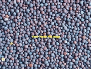 Vetch Seed - Approx. 25mt