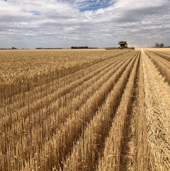 Wheaten Straw 8x4x3 Bales 