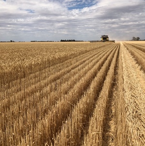 Wheaten Straw 8x4x3 Bales