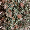 Clover hay