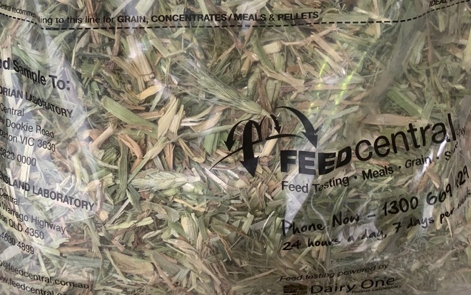 Wheaten Hay, Shedded