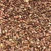 8mt Faba Beans 