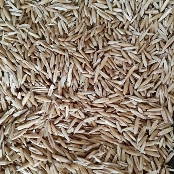 Yarran Seed Oats