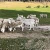 31 Ewes / lambs (Dorper & Australian White)