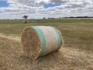 Barley Hay 4 x 4 Round Bales (New season)