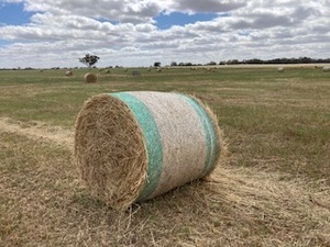 Barley Hay 4 x 4 Round Bales (New season)