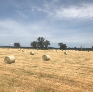 Rye grass and clover pasture hay
