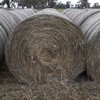 Wheaten hay 