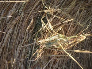 Under Auction - 250 - 8x4x3 Bales of Wheaten Straw, Header Trailed 480+ Kg's - Sold By The Ton -