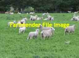 Sheep Agistment Available