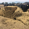 80mt Oaten/Ryegrass Hay 500kg 8x4x3 Bales