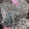 small square grass hay 
