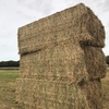 8x4x3 Lucerne Hay 