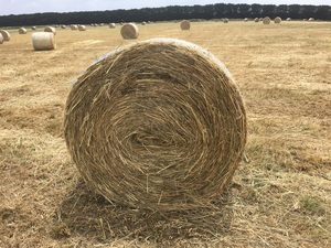40  Hay 5x4 Bales