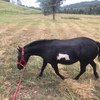 Mini Pony. Approx 6 years old/8-9hh