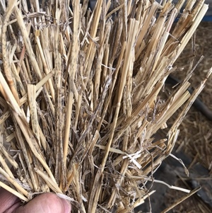 Windrowed wheaten straw For Sale 400kgs
