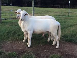 Katahdin sheep for sale