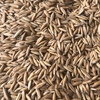 40mt Winteroo Seed Oats
