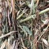 150mt Oaten Hay 8x4x3 Bales