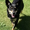 FREE Kelpie to good home only
