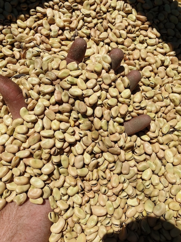 200mt Samira Faba Bean No.1s