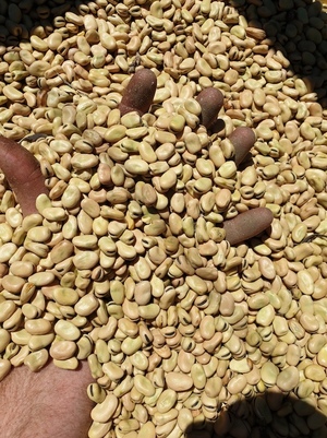 200mt Samira Faba Bean No.1s