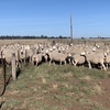 170 Composite Ewes Joined to Poll Dorset Ram 