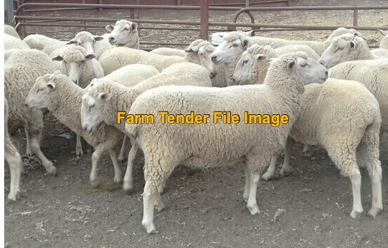 SUFFOLK X EWE LAMBS BREEDING SHEEP X 7 QUALITY EWES