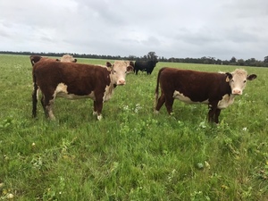 Station mated Hereford Cow w/calves at foot