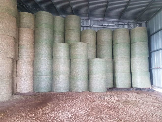 Shedded legume Based Pasture Hay Rolls For Sale Avge 400Kgs / Roll