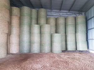 Shedded legume Based Pasture Hay Rolls For Sale Avge 400Kgs / Roll