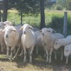 Australian White Ewes and Rams