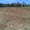 Lucerne Hay Small Squares
