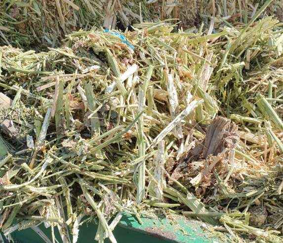 Canola Hay - 250mt available
