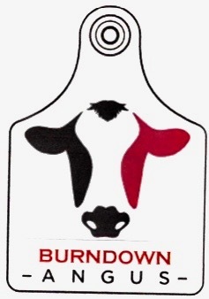 ANGUS BULLS - REGISTERED and Commercial