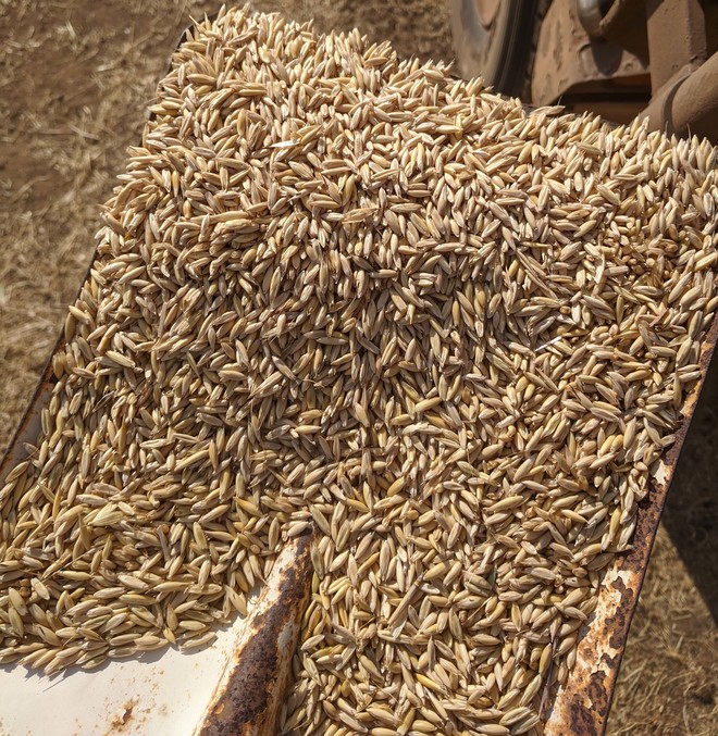 130 Ton Yallara Oat Seed - Milling and export hay