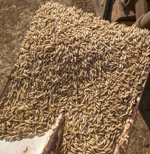 130 Ton Yallara Oat Seed - Milling and export hay