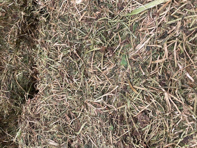 Persian Clover Hay