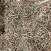 Persian Clover Hay
