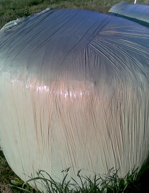 Improved Pasture Silage Heavy Bales Rye, Phylarus some Umbrella Grass