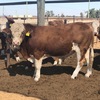 Simmental Bulls Traditional  and Blacks - 