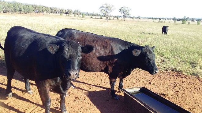 Black Angus Heifers in calf 