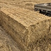 Rice Straw 8x4x3 2000ton